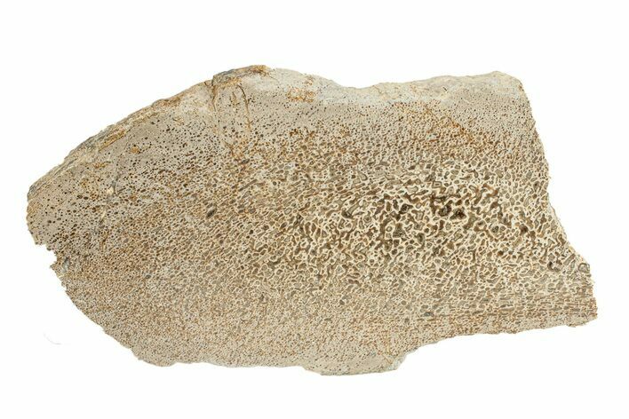 Polished Dinosaur Bone (Gembone) Slab - Morocco #271405